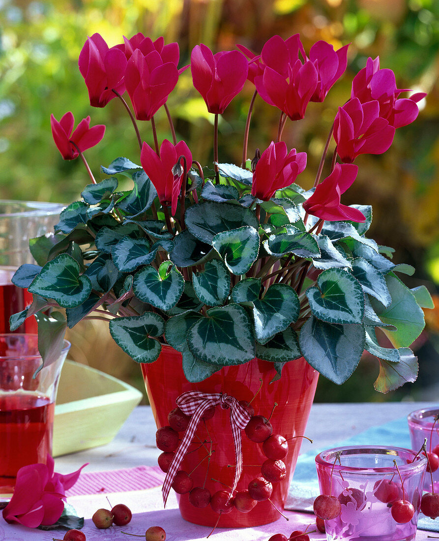 Cyclamen persicum (Alpenveilchen) in rotem Topf