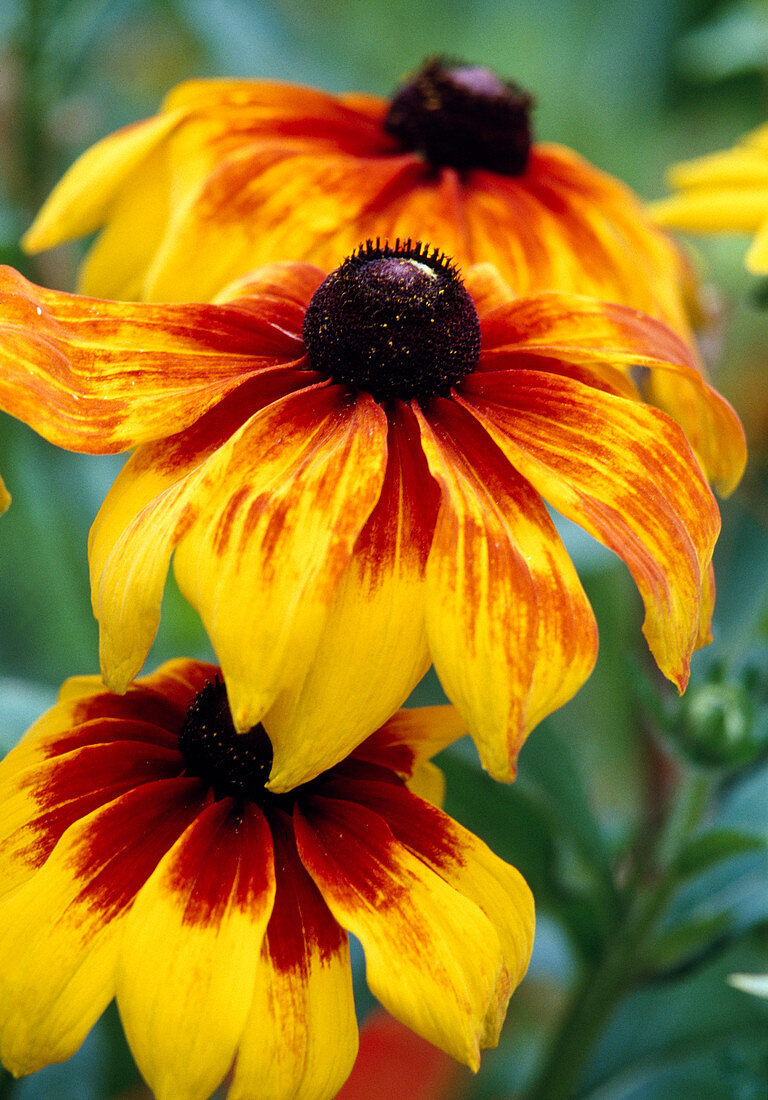 Blüten von Rudbeckia hirta 'Autumn Colors' (Sonnenhut)