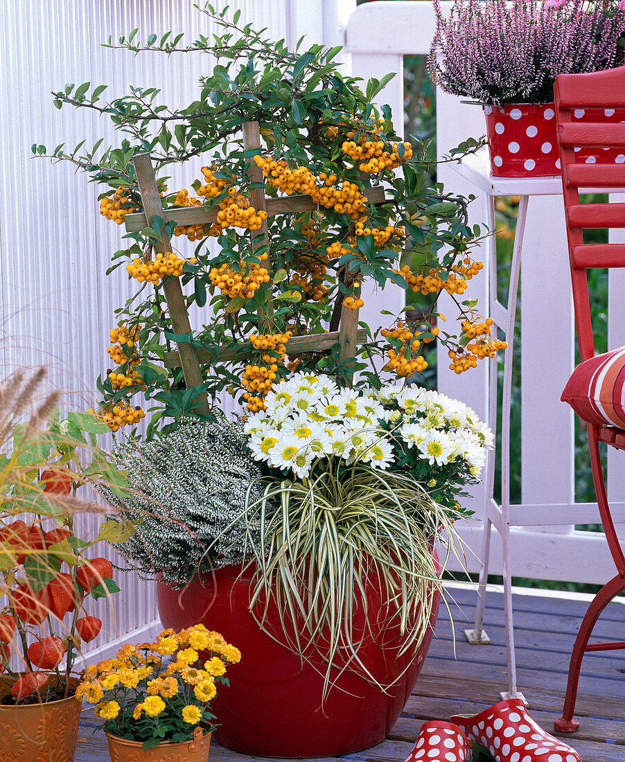 Pyracantha 'Soleil d'Or' (Feuerdorn), Chrysanthemum