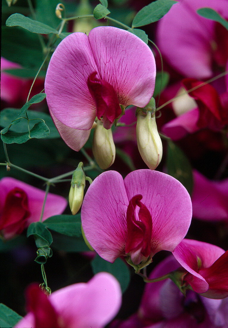 Blüten von Lathyrus grandiflorus (Gartenwicke, Grossbluetige Platterbse)