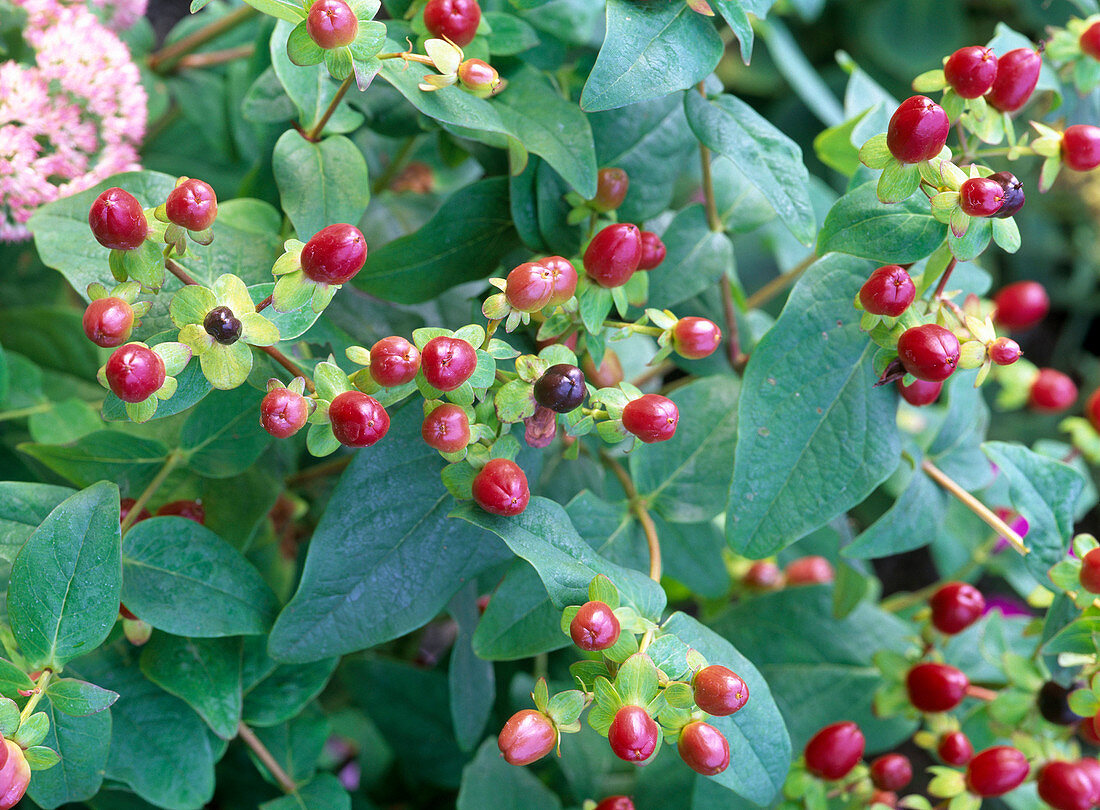 Hypericum androsaemum (Johanniskraut, Mannsblut)