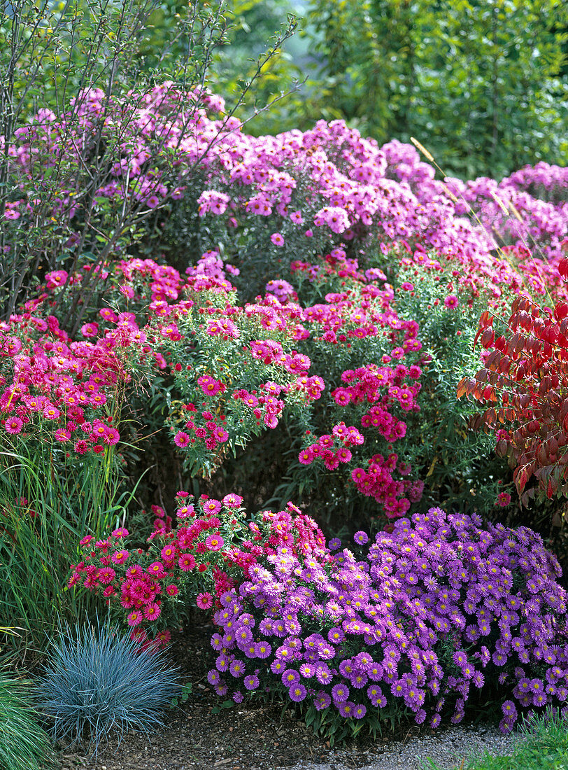 Autumn, garden, pink, pink, purple, perennials