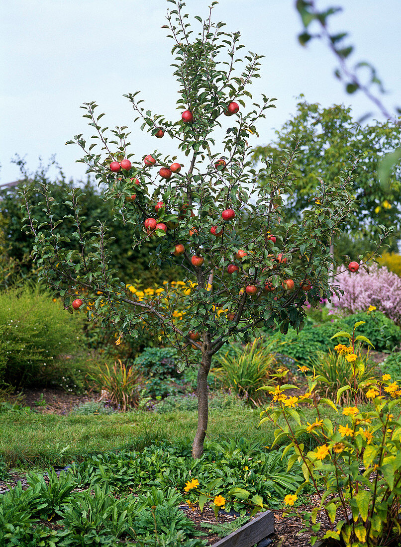 Apfelbaum Früchte Herbst Garten