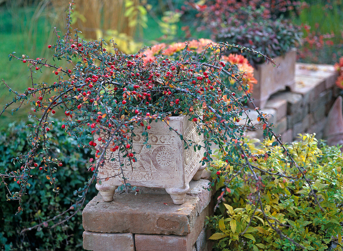 Cotoneaster (cotoneaster)