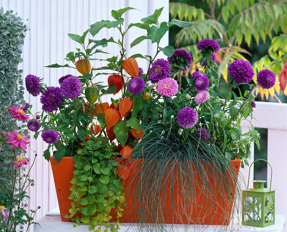 Autumnal flower box in orange and purple