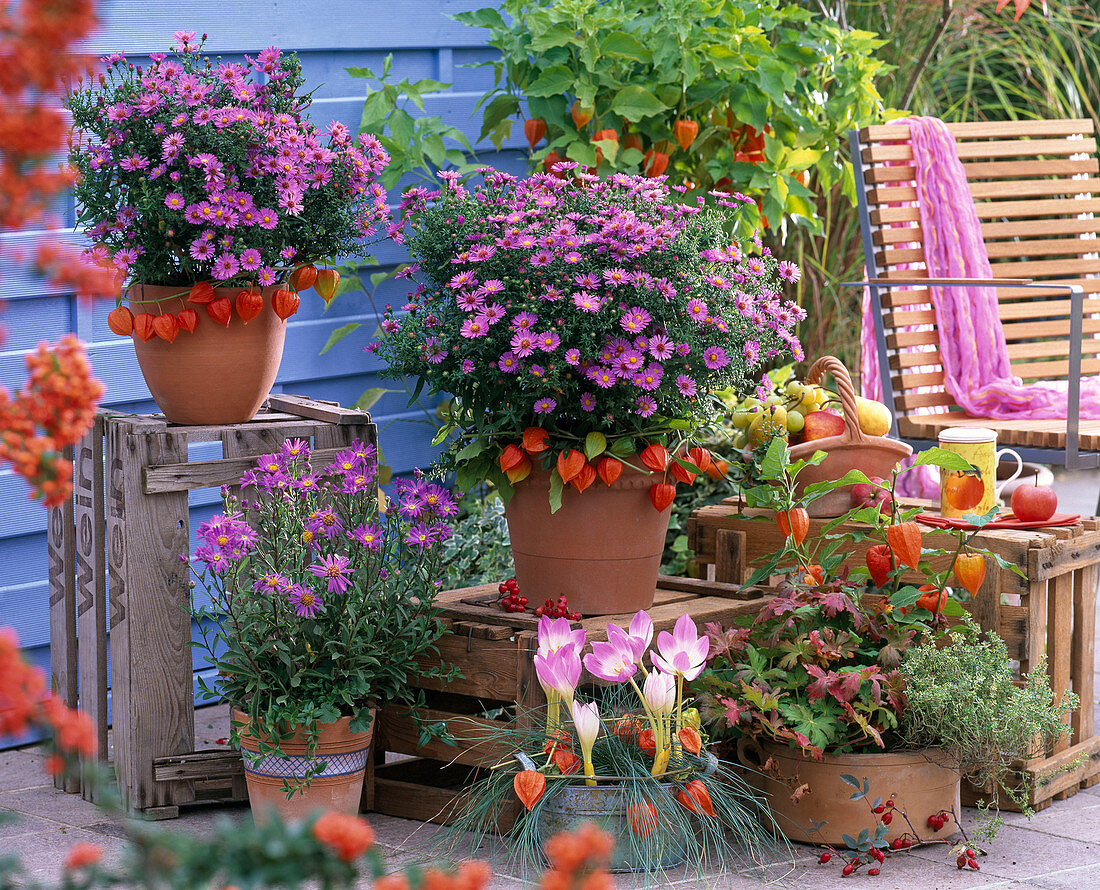 Herbst Terrasse lila Früchte orange Sichtschutz blau