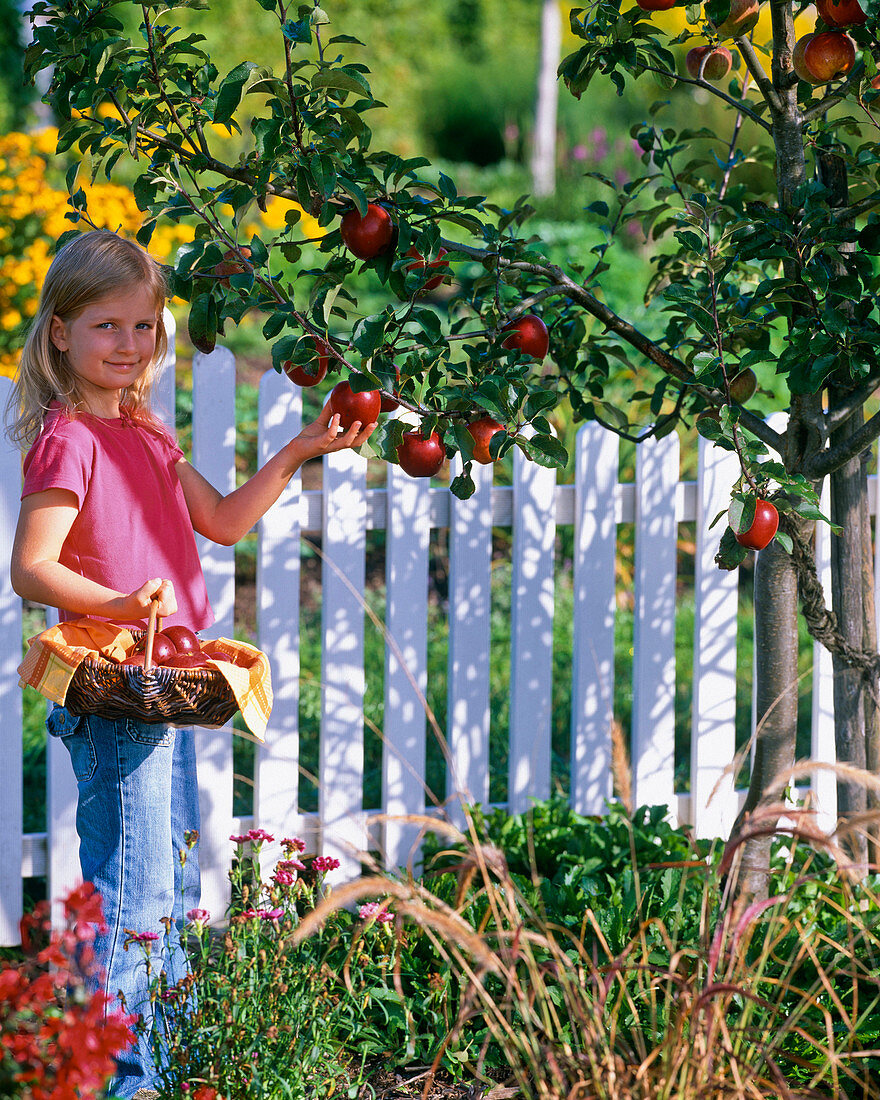Little girl picking malus (apple)