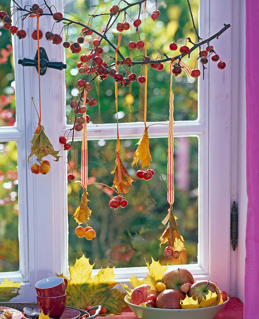 Malus (rote und gelbe Zieräpfel, Äpfel), Herbstlaub von Acer (Ahorn)