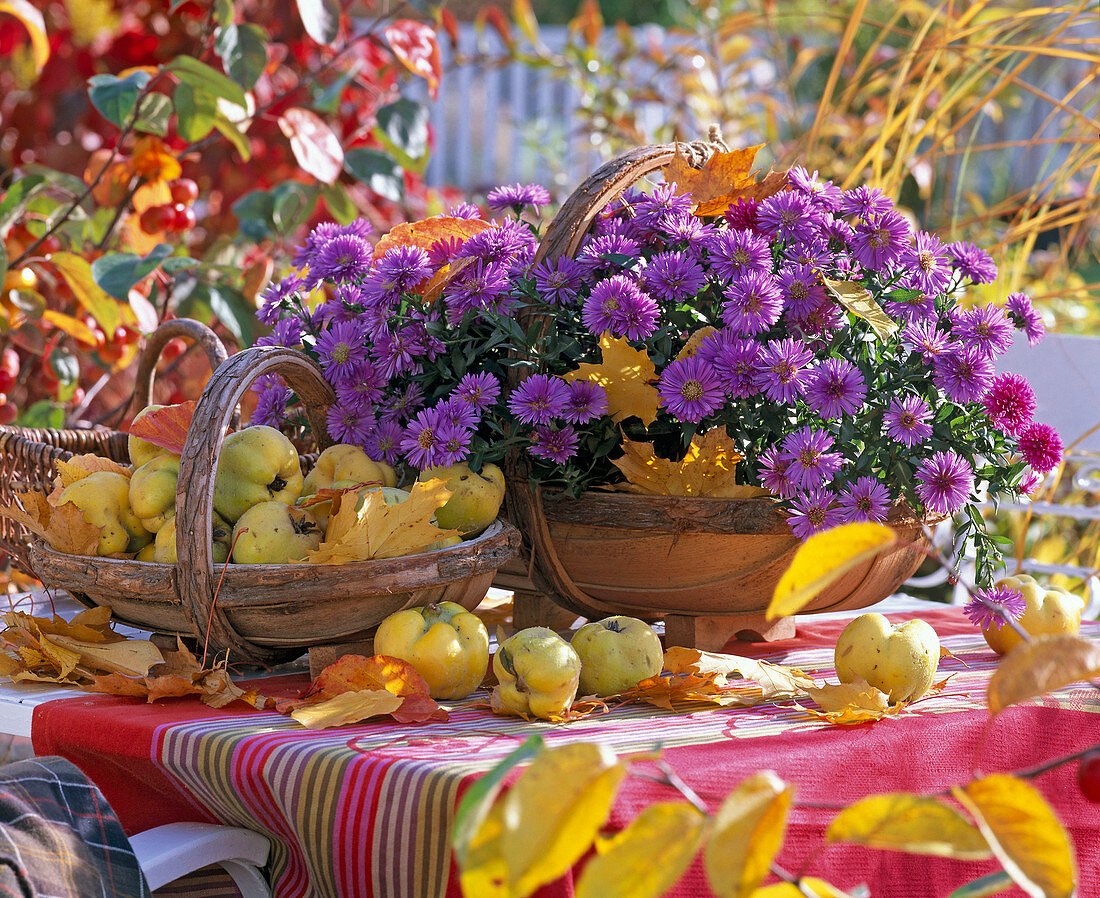 Purple aster, cydonia (quince) in baskets on the table, autumn leaves