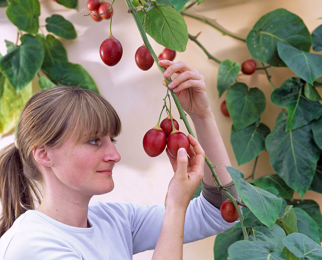 Junge Frau erntet Cyphomandra betacea (Baumtomate)