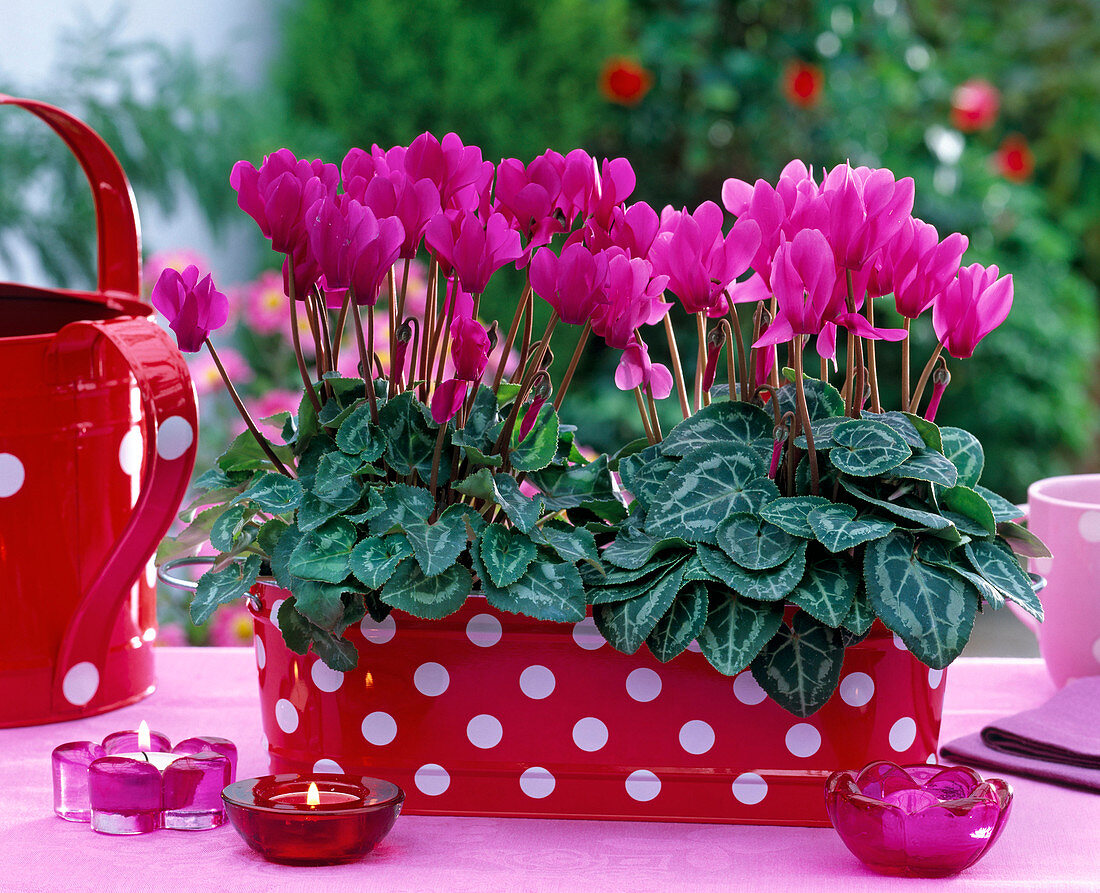 Cyclamen (Alpenveilchen) in roter Metalljardiniere