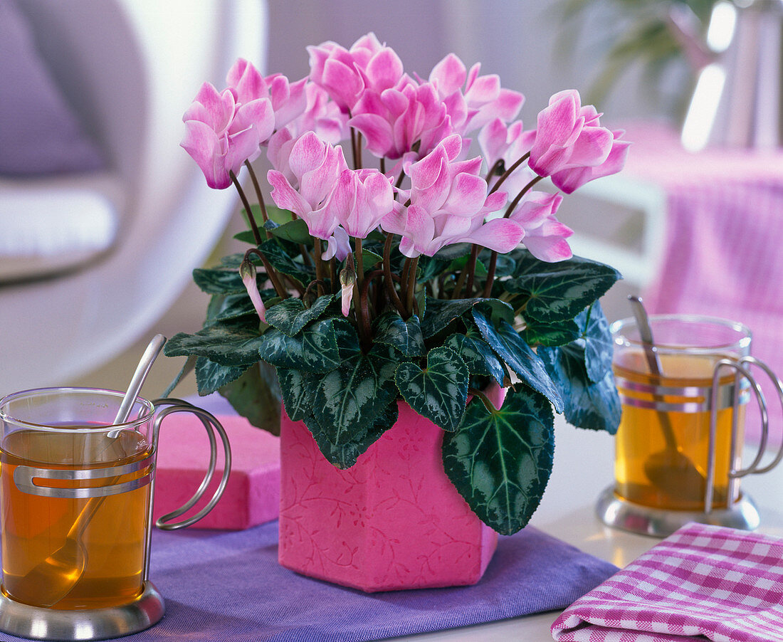 Cyclamen persicum (Alpenveilchen) in eckigem Übertopf auf dem Tisch, Teegläser