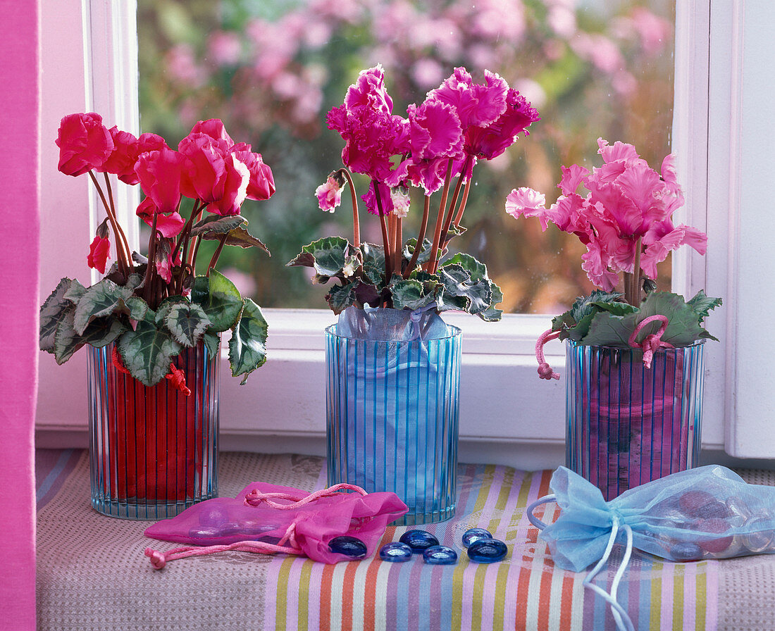 Cyclamen persicum (Alpenveilchen) in gestreiften Gläsern auf der Fensterbank