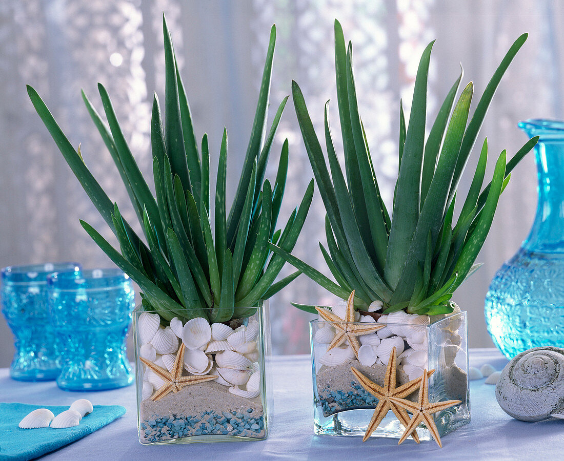 Aloe vera (Echte Aloe) in Gläsern mit Sand, blauen Steinchen, Muscheln