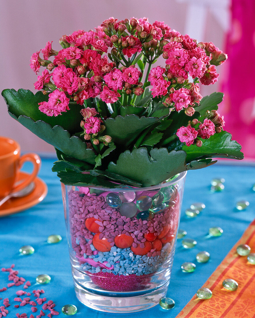 Kalanchoe Calandiva 'Pink' (Flammendes Käthchen) in Glas mit bunten Steinchen