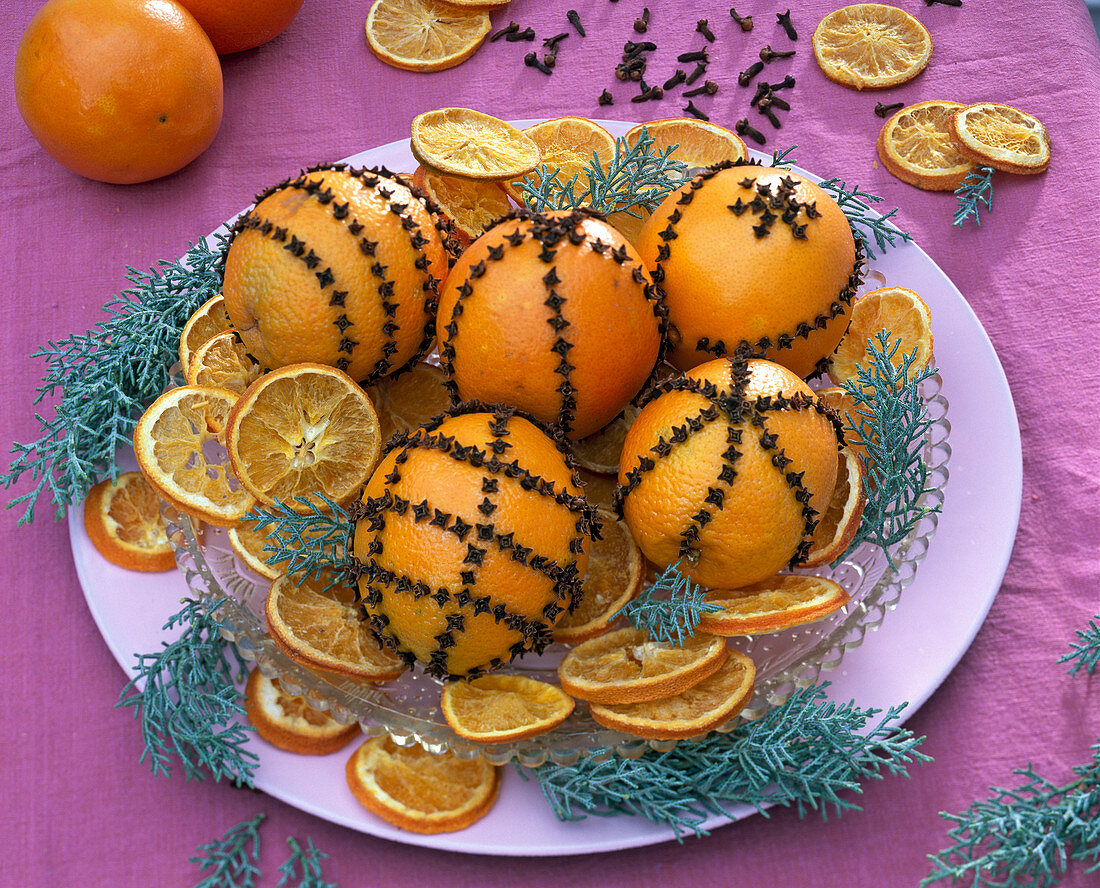 Citrus (Orangen) mit Gewürznelken gespickt, Cupressus (Arizonazypresse)