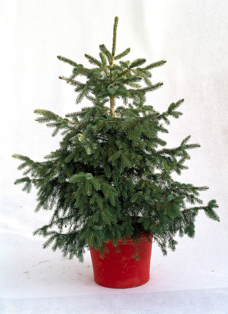 Picea omorika (Serbische Fichte) im Topf als Freisteller, ungeschmückt