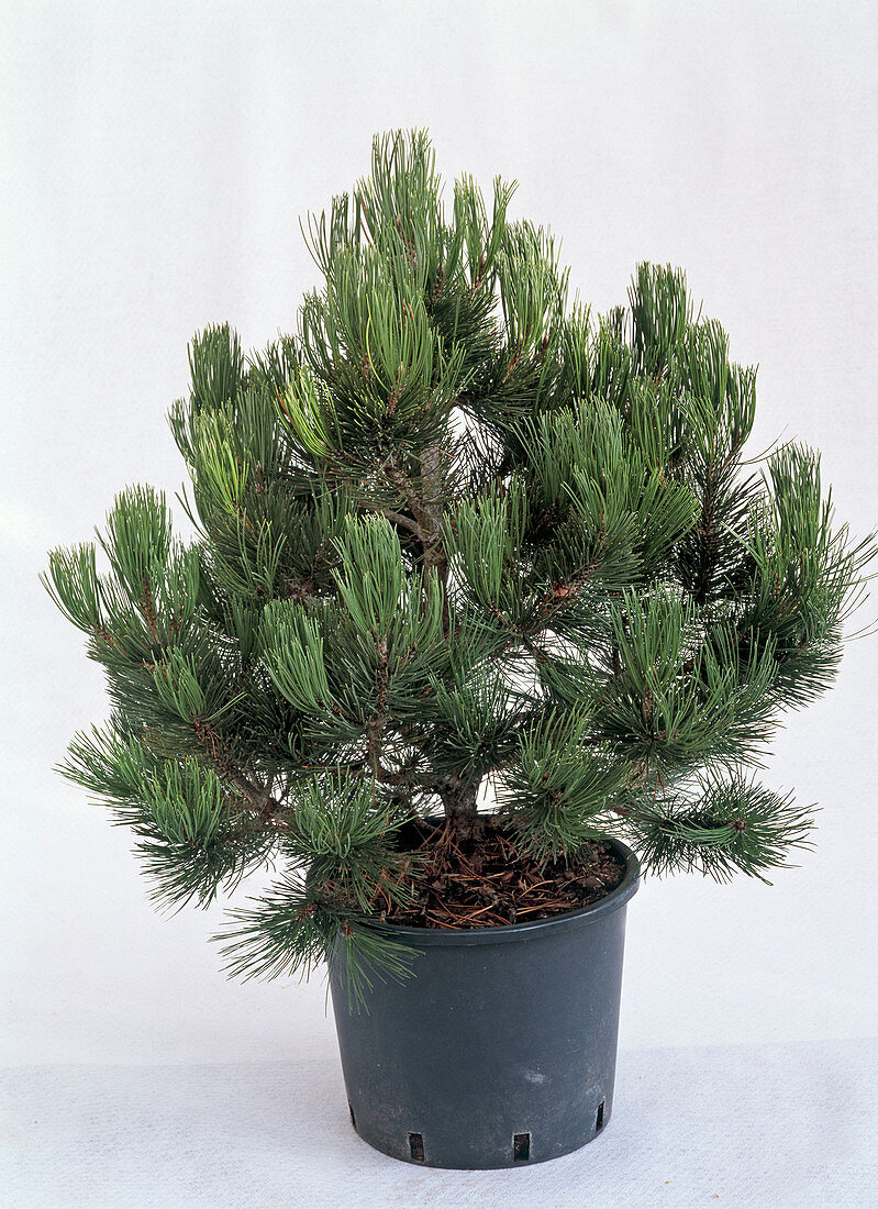 Pinus banksiana 'Arktis' (Banks Kiefer) in Topf als Freisteller, ungeschmückt