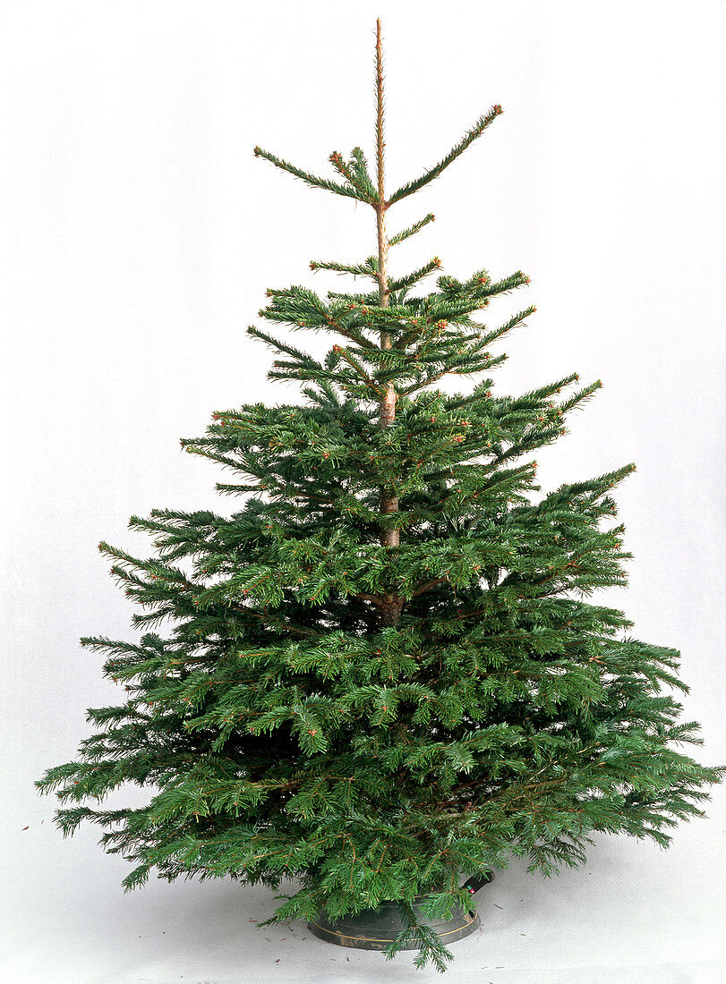 Abies nordmanniana in Christmas tree stand as cutout