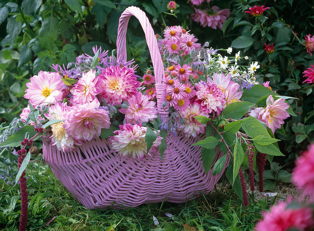 Bouquet made of Dahlia, Aster, Borago (Borage)