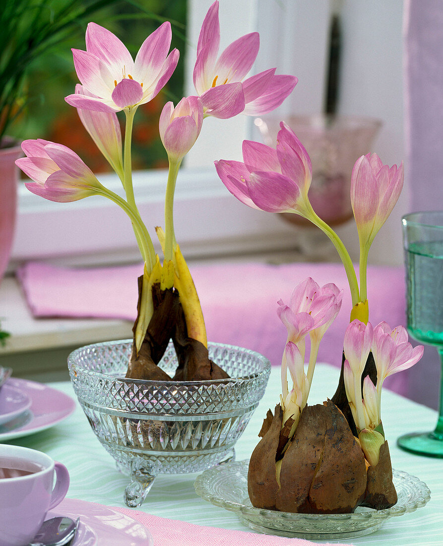 Colchicum with washed roots on the table