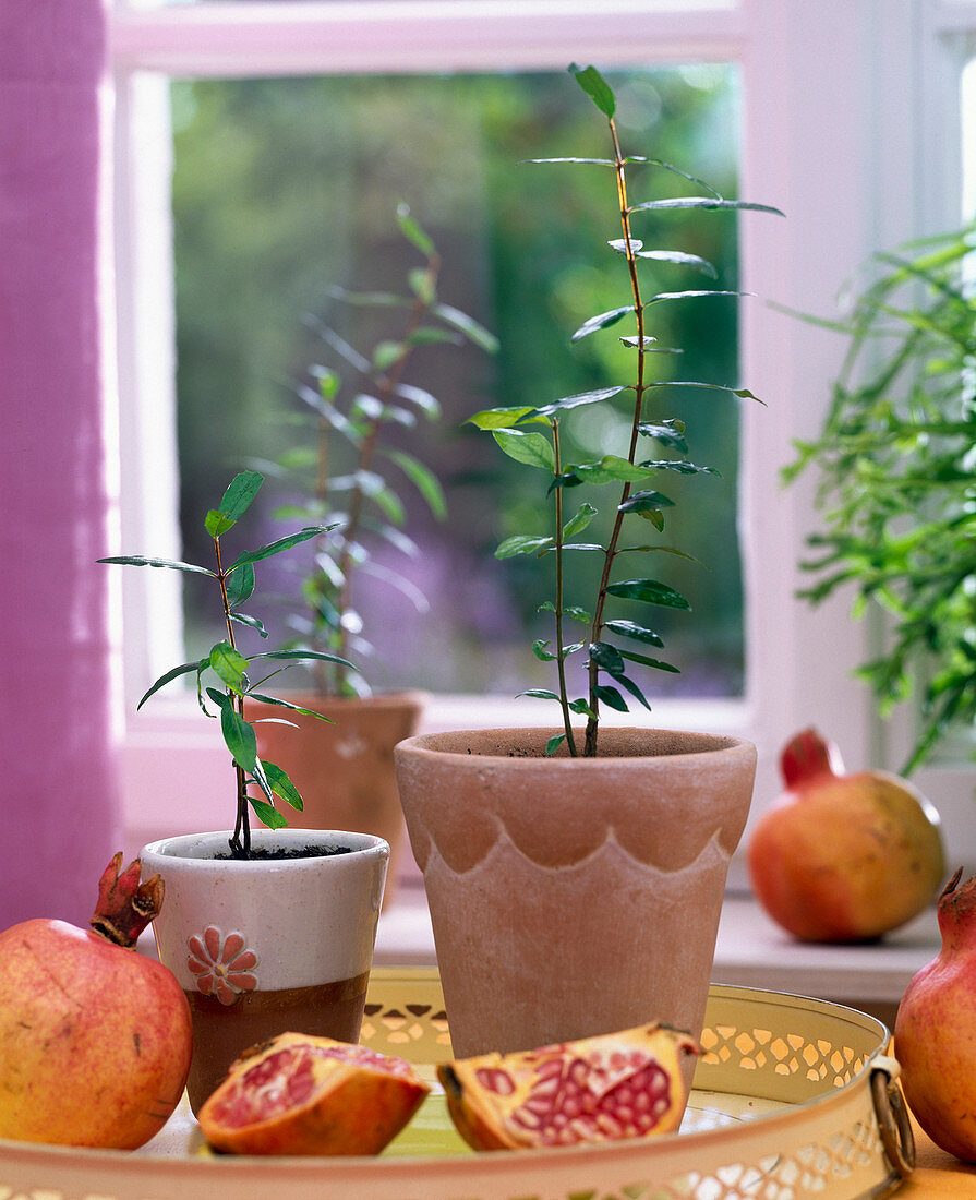 Punica in terracotta pots, whole and sliced fruits