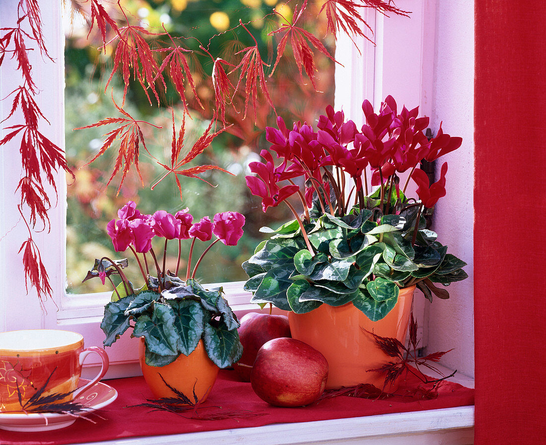 Cyclamen in orange planters on the windowsill, Malus