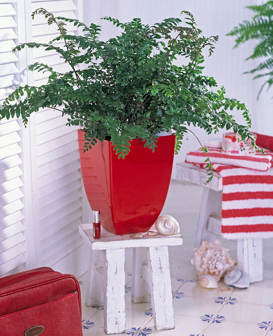 Pflanze im Bad : Didymochlaena (Erdfarn) im roten Übertopf