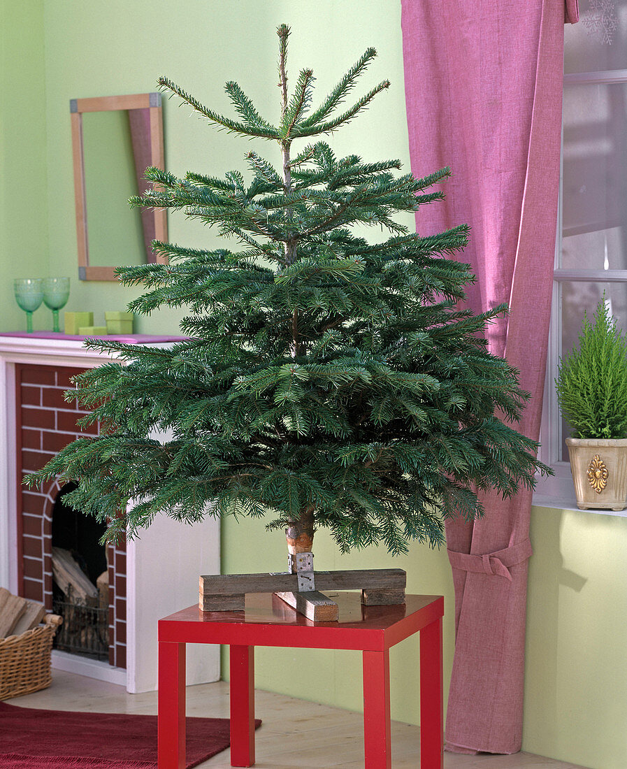Abies nordmanniana, as a Christmas tree on a red stool