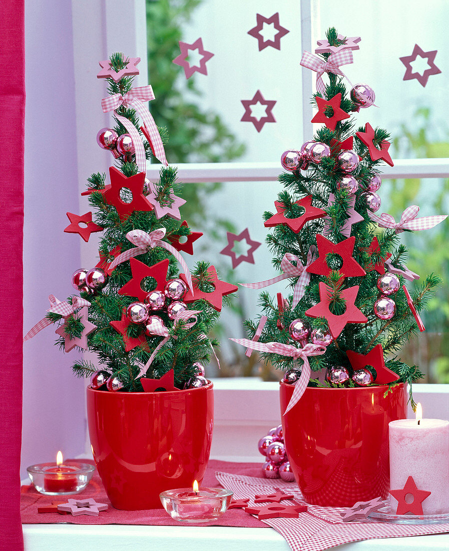 Picea glauca 'Conica' (Zuckerhutfichten) als lebende Weihnachtsbäume