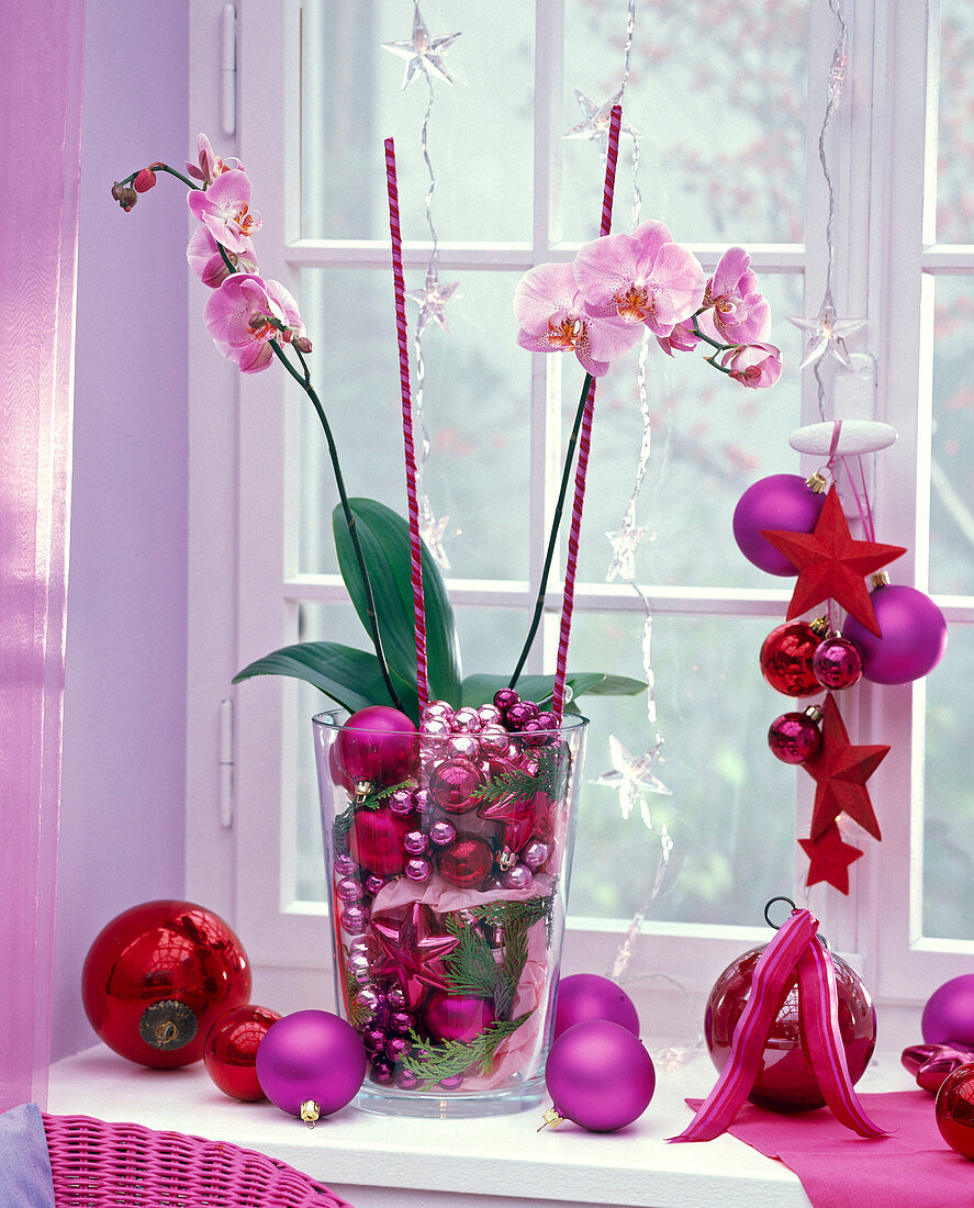 Phalaenopsis (Malaienblume) in großer, mit Weihnachtsbaumschmuck und Zweigen