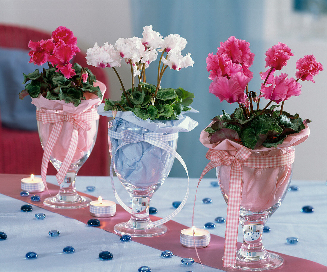 Cyclamen persicum (cyclamen), minis in glasses