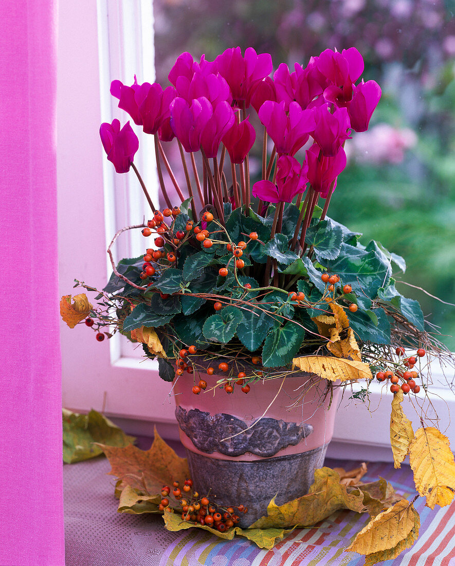 Cyclamen persicum, decorated with Rose