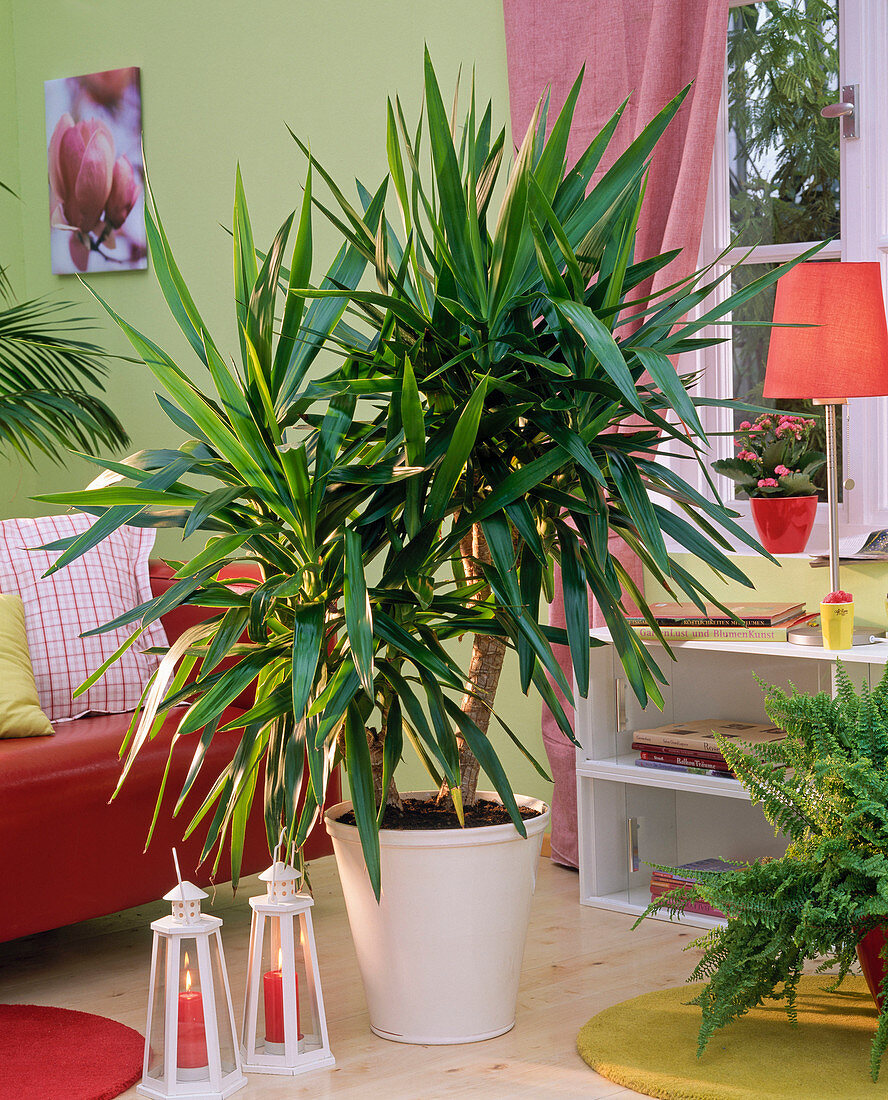 Yucca (Palmlilie) in weißem Übertopf im Wohnzimmer, Regal, rotes Sofa, Laterne