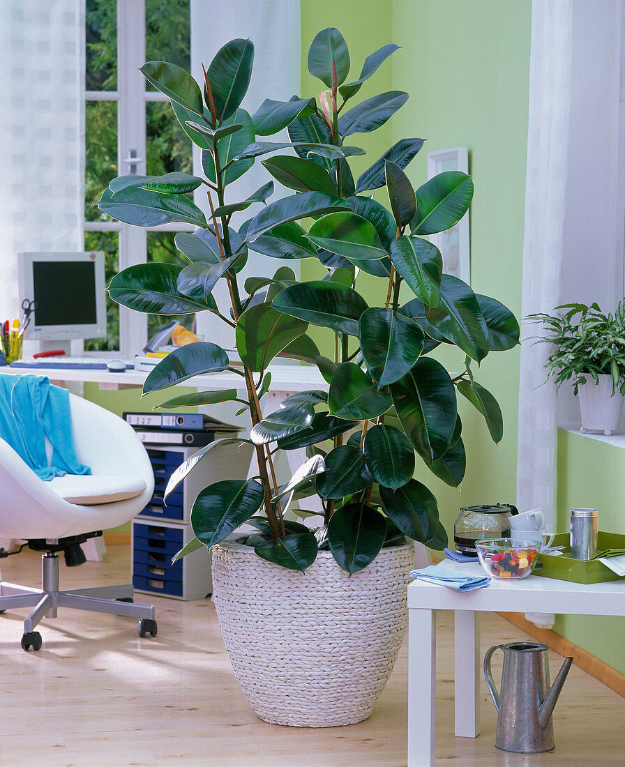Ficus elastica (Gummibaum) in geflochtenem Übertopf im Büro, Bürostuhl