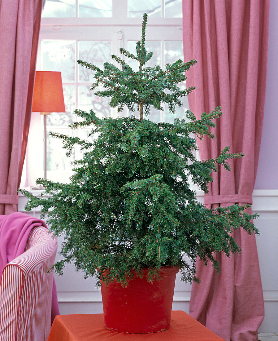 Picea omorika (Serbische Fichte) als Weihnachtsbaum, ungeschmückt