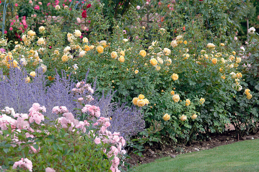 Rosa 'Graham Thomas' (Englische Rose, gelb, von Austin), 'Lovely Meilland'