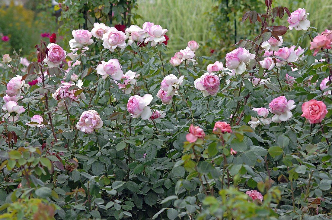 Rosa 'Honoré de Balzac' syn. 'Meiparnin', tea hybrid, often flowering