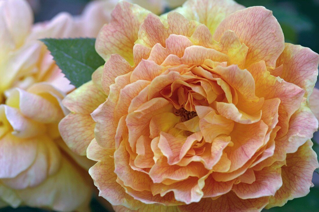 Blüte von Rosa 'Jean Giono' syn. 'Meirokoi' (Edelrose), Teehybride