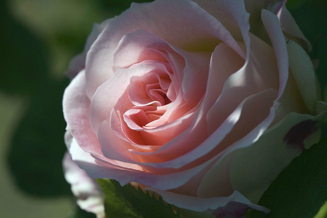 Blossom of Rosa 'Cesar' (rose), modern shrub rose, from Meilland