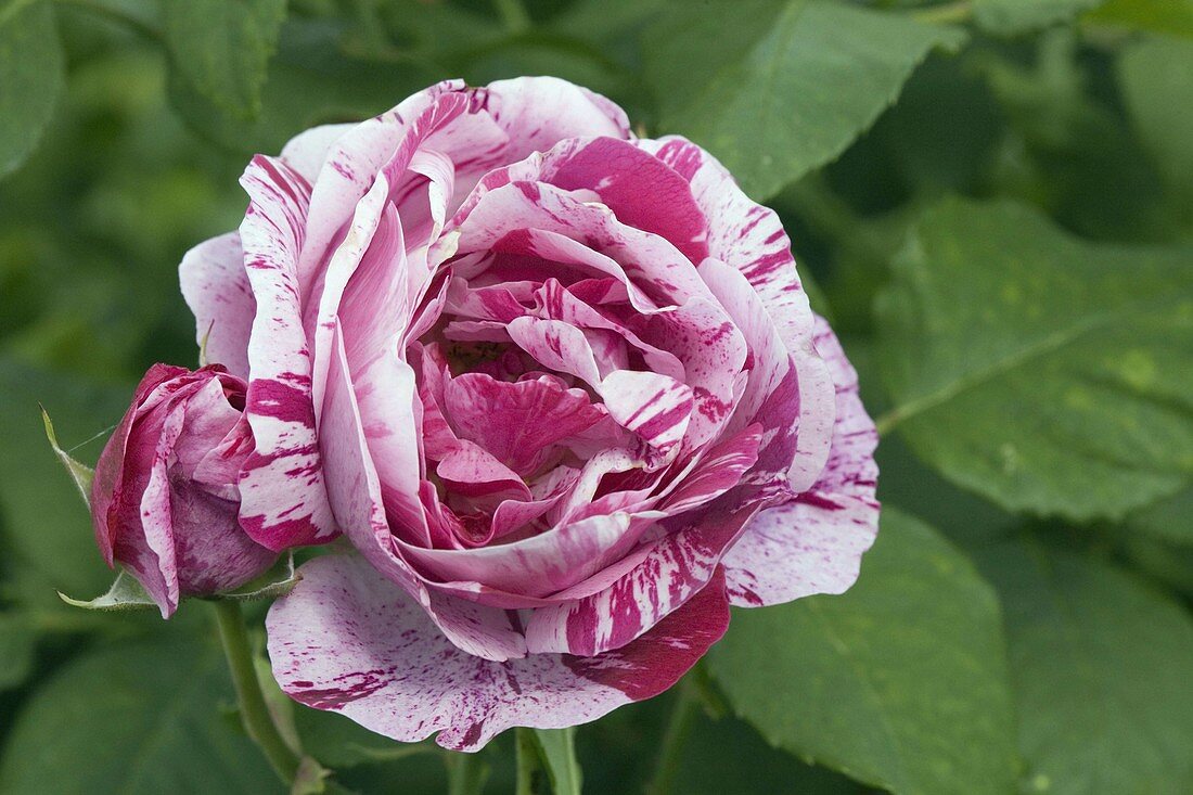 Rosa 'Ferdinand Pichard' (Rose), Historische Rose, öfterblühend, duftend