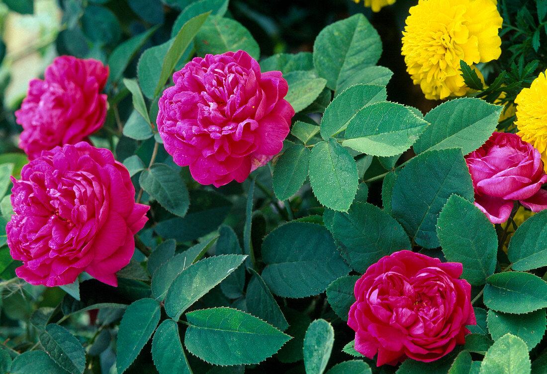 Flowers of Rosa damascena 'Rose de Resht', often flowering