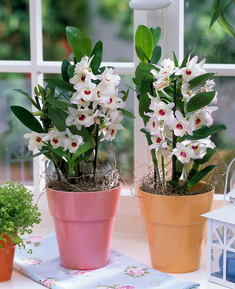 White dendrobium in pink and orange planters by the window, cloth