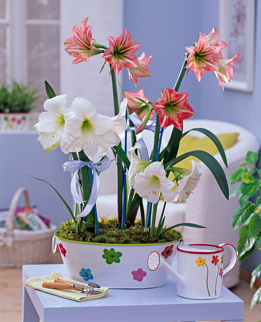 Hippeastrum in white and salmon in flowered jardiniere