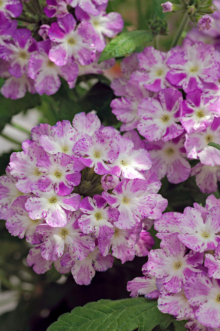 Verbena 'Splash Sky Blue', purple flowers with white center