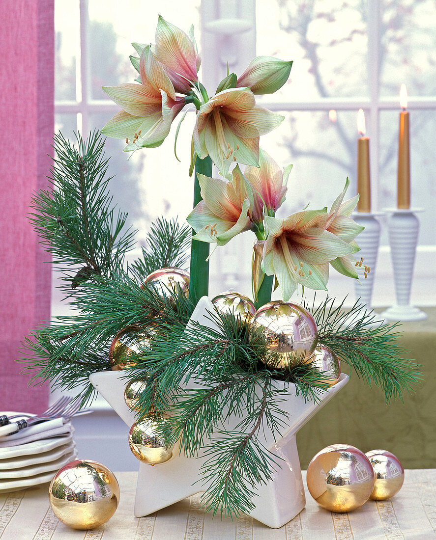 Pinus and Hippeastrum, with golden Christmas tree balls