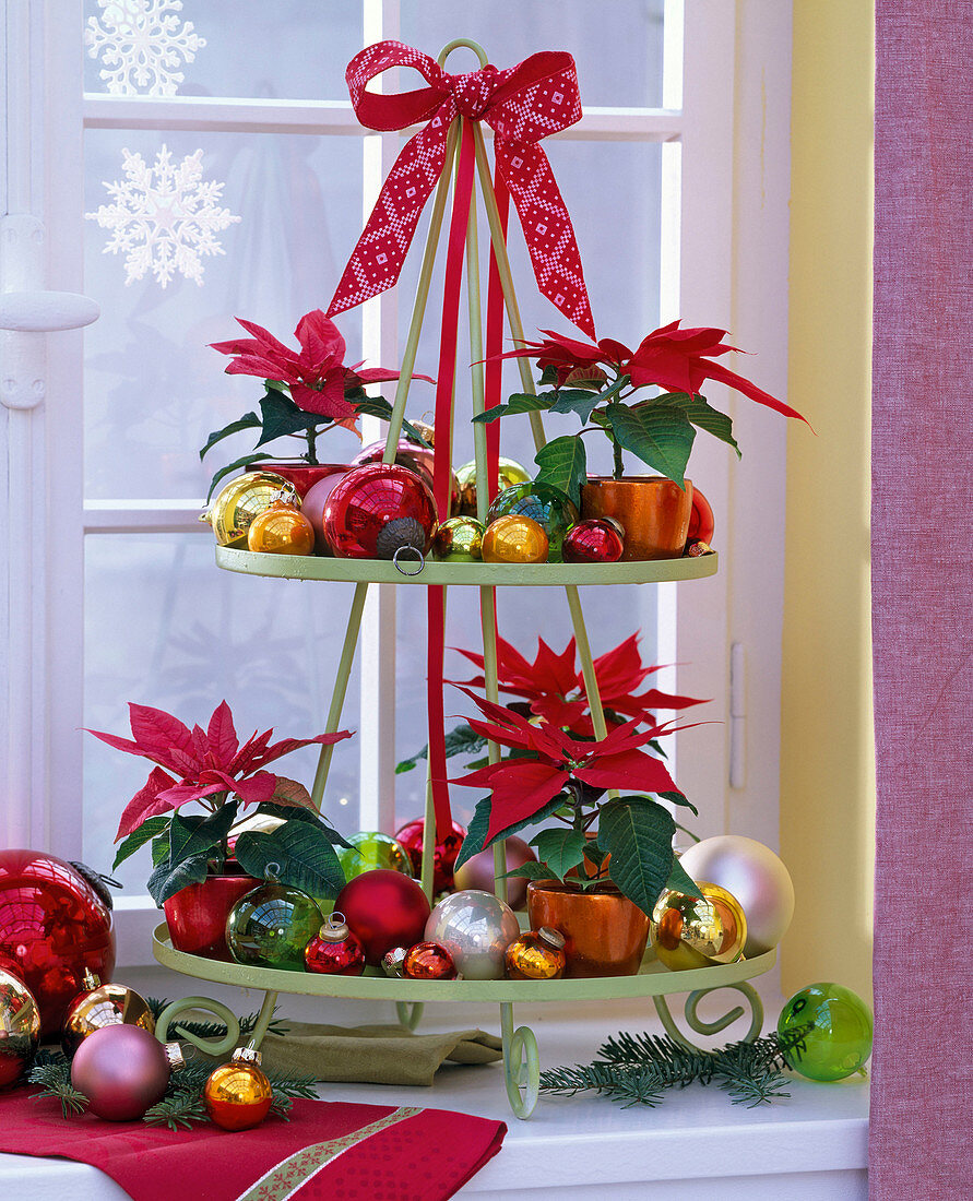 Euphorbia pulcherrima (Mini - Weihnachtssterne) auf grüner Etagere am Fenster