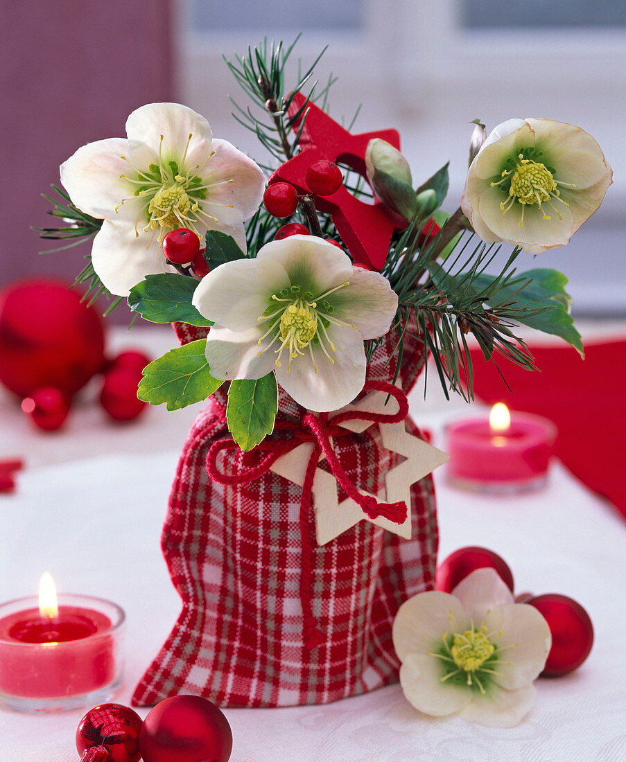 Small bouquet of helleborus niger (Christmas rose), pseudotsuga