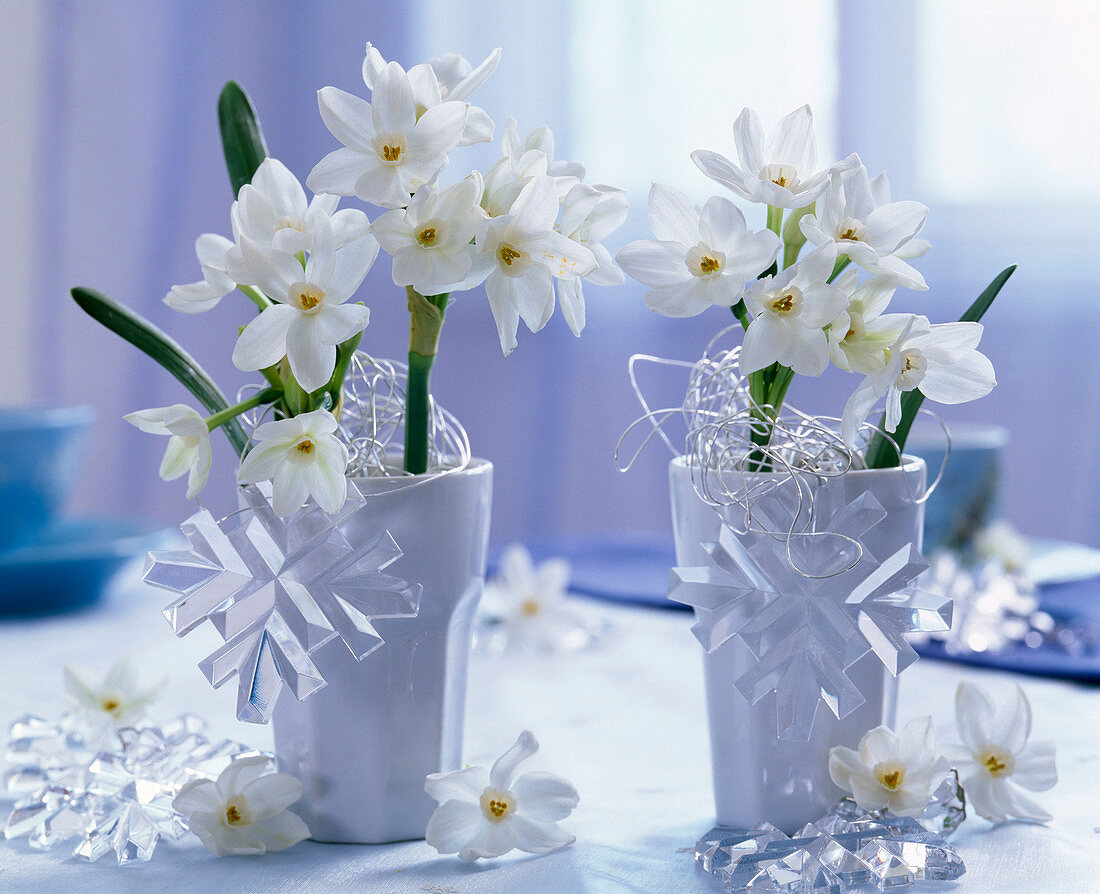 Narcissus tazetta bouquet in white cups