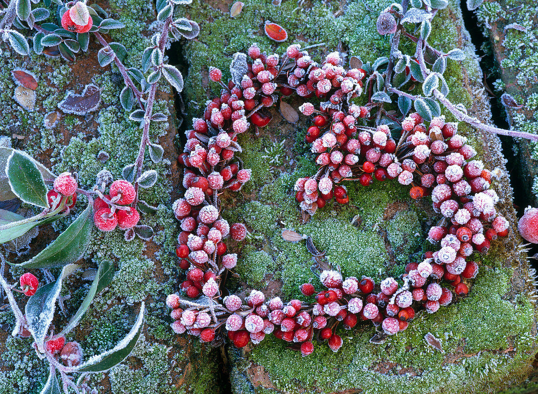 Herz aus Cotoneaster (Felsenmispel) mit Beeren im Rauhreif auf Moos